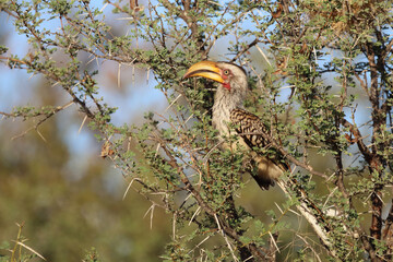 Südlicher Gelbschnabeltoko / Southern yellow-billed hornbill / Tockus leucomelas