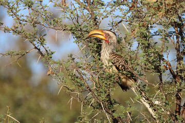 Südlicher Gelbschnabeltoko / Southern yellow-billed hornbill / Tockus leucomelas