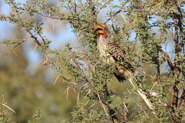Südlicher Gelbschnabeltoko / Southern yellow-billed hornbill / Tockus leucomelas