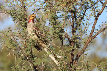 Südlicher Gelbschnabeltoko / Southern yellow-billed hornbill / Tockus leucomelas