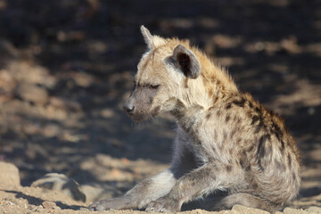Tüpfelhyäne / Spotted Hyaena / Crocuta crocuta.
