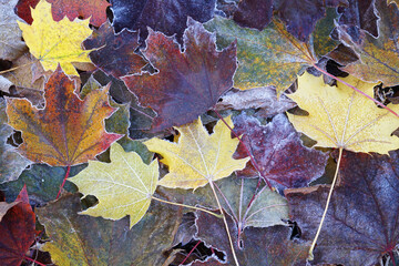 frost colorful leaves in the cold morning as nature background