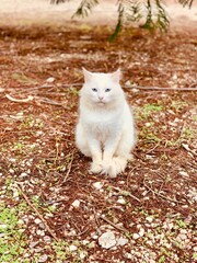 Blue-eyed cat watching curiously sitting on the autumn grass ground