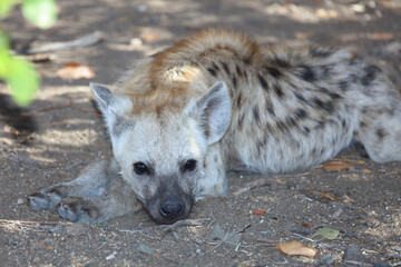 Tüpfelhyäne / Spotted Hyaena / Crocuta crocuta.