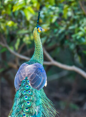 Green peafowl on green background in nature
