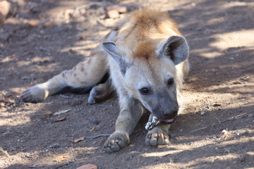 Tüpfelhyäne / Spotted Hyaena / Crocuta crocuta...