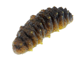 Fresh sea cucumber isolated on white background