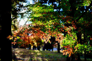 【京都】秋の南禅院（紅葉）