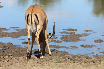 Schwarzfersenantilope / Impala / Aepyceros melampus