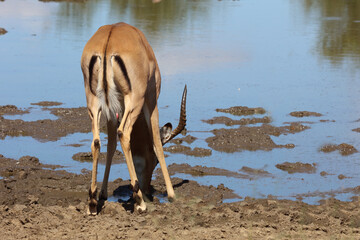 Schwarzfersenantilope / Impala / Aepyceros melampus