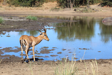 Schwarzfersenantilope / Impala / Aepyceros melampus