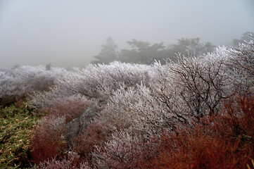 四国愛媛県瓶ヶ森の初冬