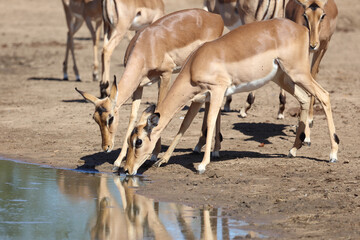 Schwarzfersenantilope / Impala / Aepyceros melampus