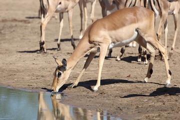 Schwarzfersenantilope / Impala / Aepyceros melampus
