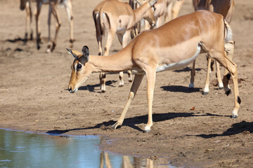 Schwarzfersenantilope / Impala / Aepyceros melampus