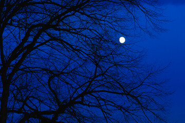 Blue hour with twisty branches framing the moon