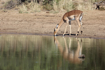 Schwarzfersenantilope / Impala / Aepyceros melampus