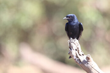 Rotschwingenstar / Red-winged Starling / Onychognathus morio.
