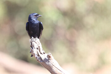 Rotschwingenstar / Red-winged Starling / Onychognathus morio.