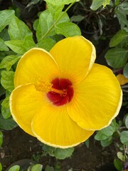 Big yellow flower in the garden