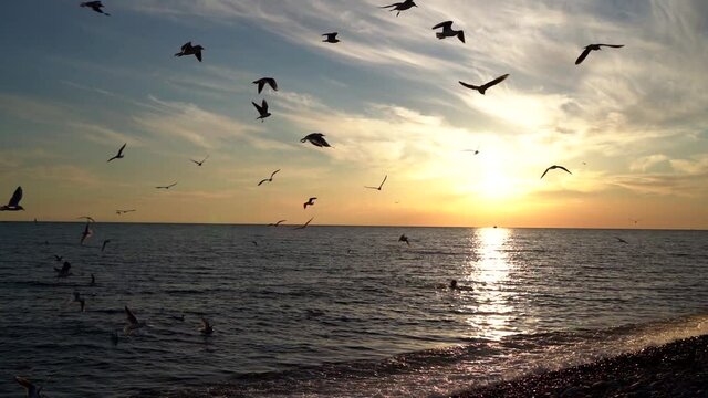 romantic and picturesque sunset at sea beach, birds are flying over water surface, silhouette of seagulls