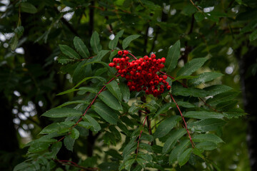 red berries on a tree