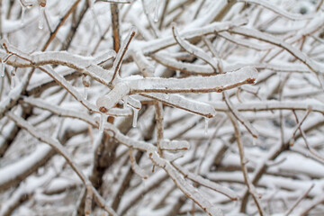 Bare tree branches glazed with ice after the cyclone