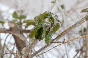 Green leaves glazed with ice after the cyclone