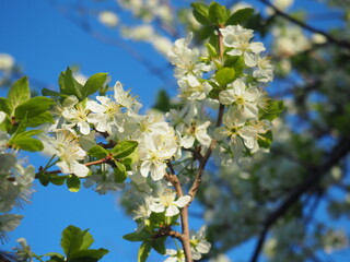  gardens bloom in spring