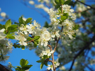  gardens bloom in spring