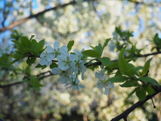  gardens bloom in spring