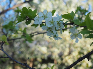  gardens bloom in spring