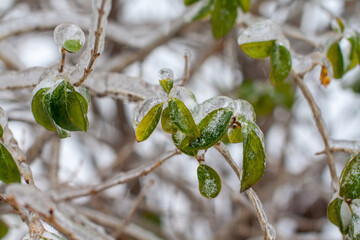 Green leaves glazed with ice after the cyclone