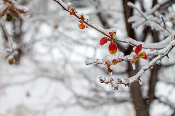 Covered with ice branches with red autumn leaves after the cyclone