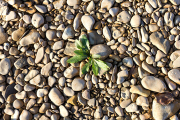 Natural river stony bottom, shallow riverbed during autumn weather on a Sunny day in a mountainous area.