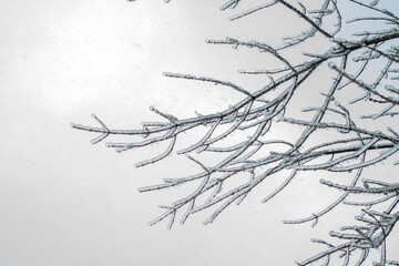 Fototapeta na wymiar icebound tree branches after the cyclone