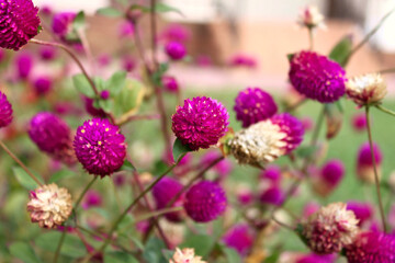 Fototapeta premium Pink flowers of globular gomphrena (Gomphrena)