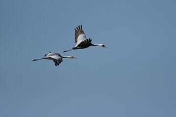 Two white-naped cranes, parent and child, flying with back of blue sky