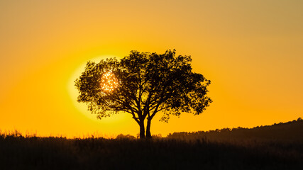 Fototapeta na wymiar Tree in sunset in Provence