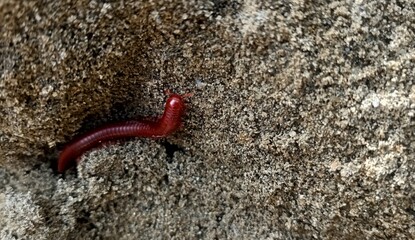red millipedes walking on the sand gravel