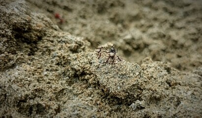 the ants eat the flies