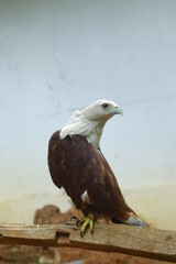 eagle