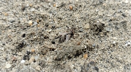 the ants eat the flies