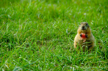 Gopher sitting in the grass