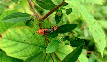 two insects with a combination of orange and black