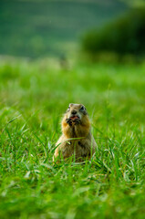 Gopher sitting in the grass