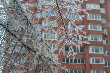 An icebound tree in front of an apartment building after the cyclone
