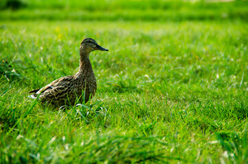 Duck portrait on the grass