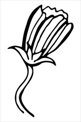 Vector isolated element. Illustration with flower, herbal