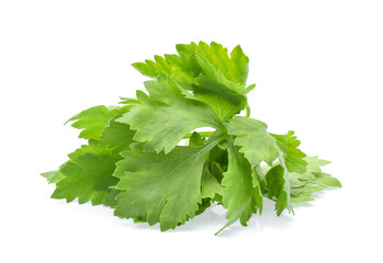 Celery leaves isolated on white background